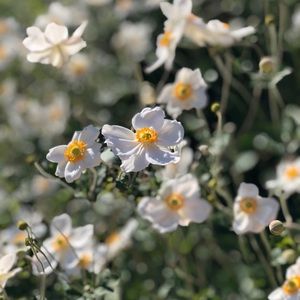 Meet your Posher, Brooklyn